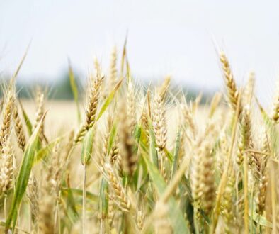 vetesäd holografisk kinesiologi HKT göteborg